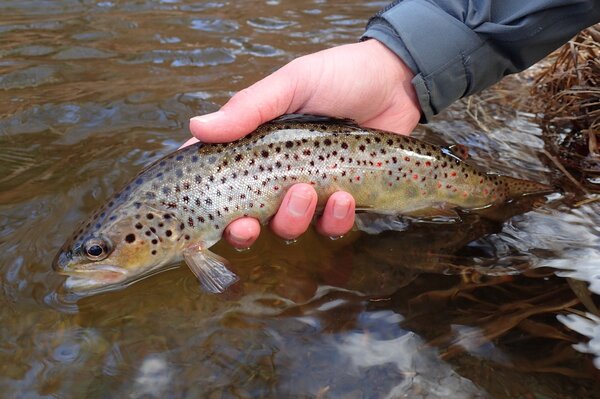 Pocono Mountains fly fishing guide (283)