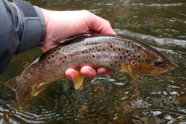 delaware river brown trout on a guided fly fishing trip (298)