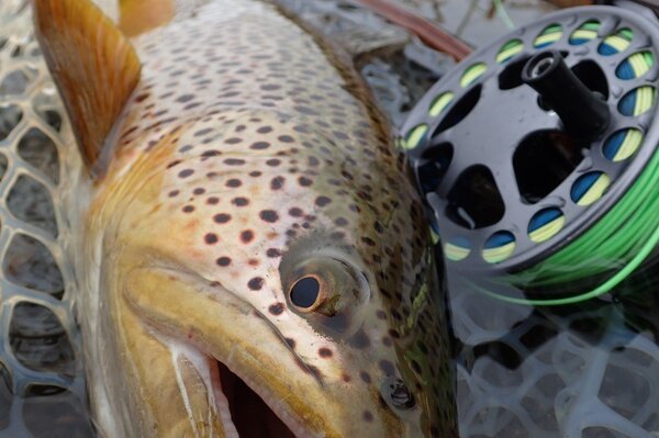 big delaware river brown trout on a guided fly fishing trip (305)