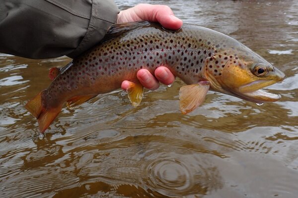 guided fly fishing trips for brown trout in the pocono mountains (306)