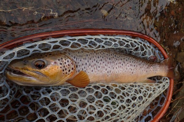 delaware river brown trout on a guided fly fishing trip with jesse filingo (309)