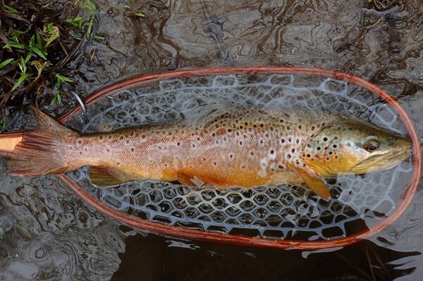 wild brown trout from pocono mountains on a guided fly fishing trip with jesse filingo (337)