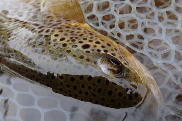 delaware river brown trout caught on a guided trip on the main stem of the delaware river with filingo fly fishing (342)