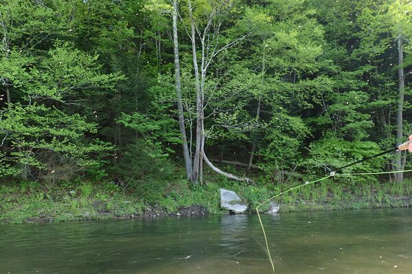 fly fishing the upper delaware river for wild trout on a guided fly fishing tour with jesse filingo (546)