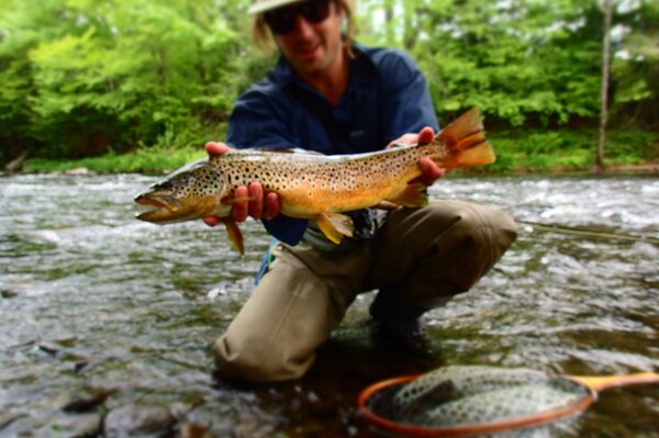 wild brown trout pocono mountains with jesse filingo of filingo fly fishing guided fly fishing (363)