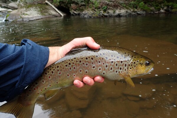 guided fly fishing pocono mountains brown trout (167)