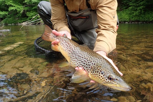 pocono moutains guided fly fishing for big brown trout with filingo fly fishing (818)