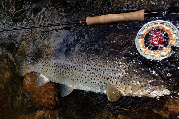 guided fly fishing pocono mountains (874)