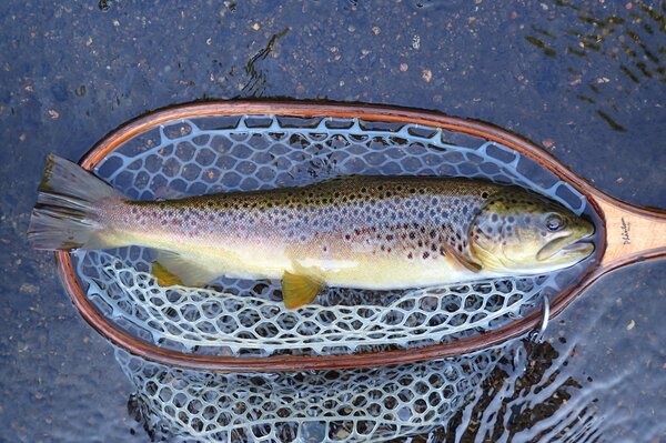wild brown trout caught on a guided fly fishing trip with jesse filingo of filingo fly fishing in the delaware river (413)
