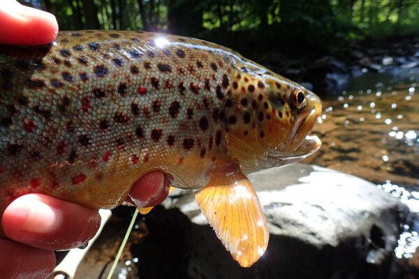 guided fly fishing trips in the pocono mountains for big brown trout with filingo fly fishing (915)