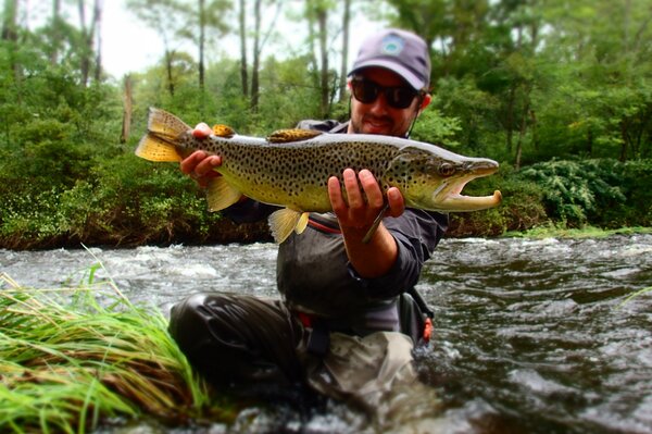 guided fly fishing in the pocono mountains for wild brown trout with filingo fly fishing (611)