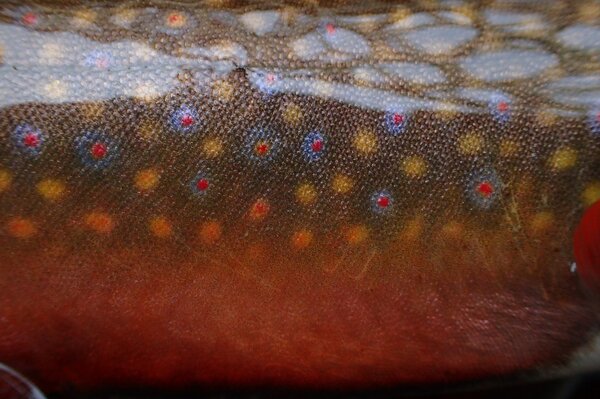guided fly fishing for brook trout (231)