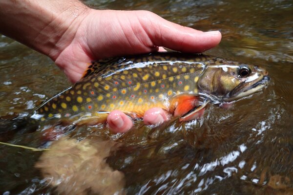 guided fly fishing tours in the pocono mountains with jesse filingo of filingo fly fishing (639)