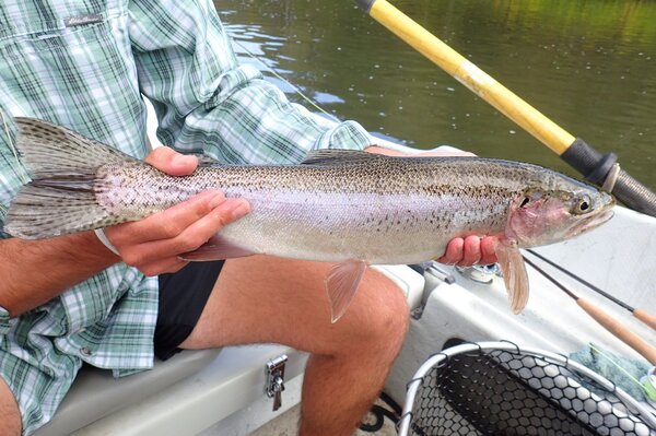 wild rainbow trout caught with jesse filingo of filingo fly fishing on a guided fly fishing float trip on the upper delaware river (436)