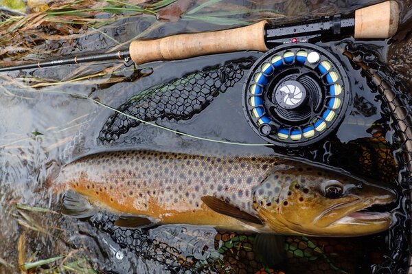 big brown trout in the pocono mountains guided fly fishing trips with filingo fly fishing (1002)