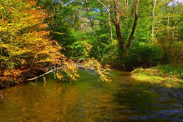 fly fishing the pocono mountains in the fall with jesse filingo of filingo fly fishing for wild trout (655)