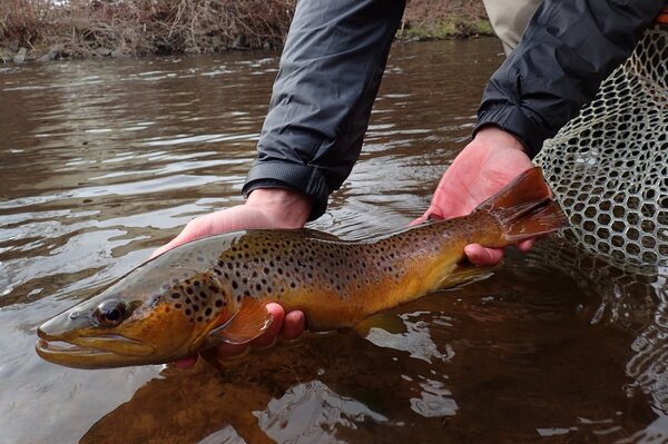 pocono mountains and delaware river fly fishing with jesse filingo of filingo fly fishing (680)