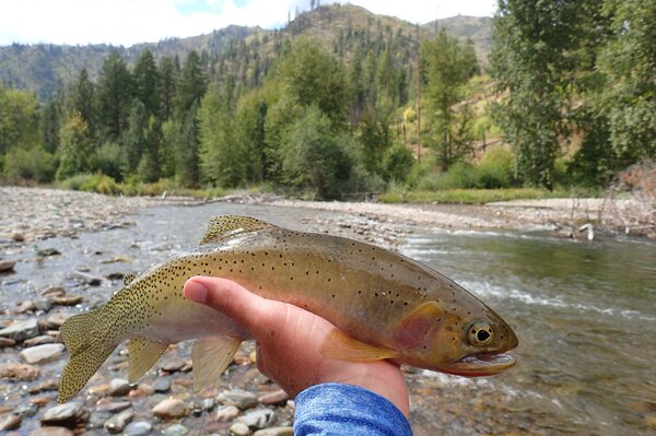 guided fly fishing tours in montana with filingo fly fishing (927)