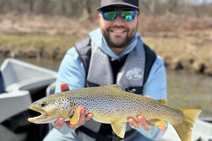 delaware river brown trout