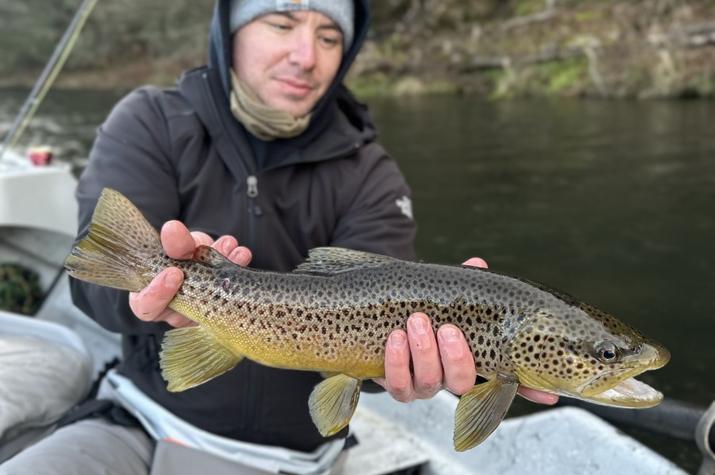 guided fly fishing wild brown trout upper delaware river