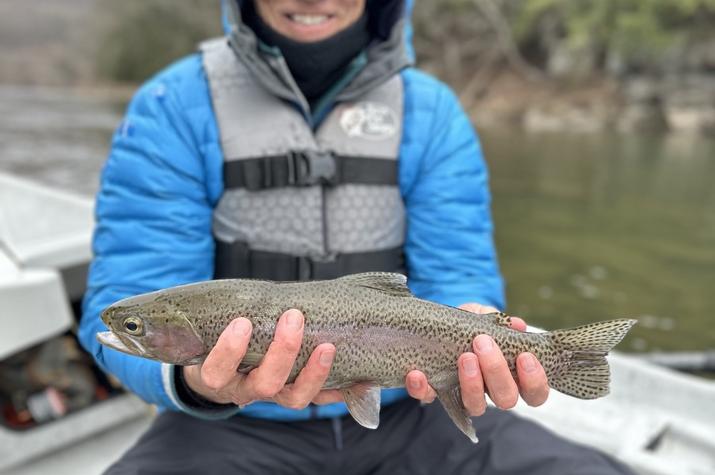 west branch delaware river wild rainbow trout