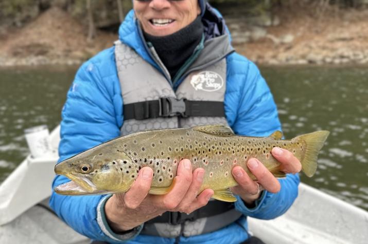 west branch delaware river brown trout