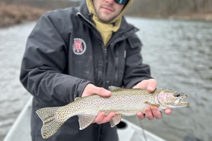wild delaware river rainbow trout