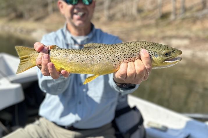 fly fishing the upper delaware river for wild brown trout