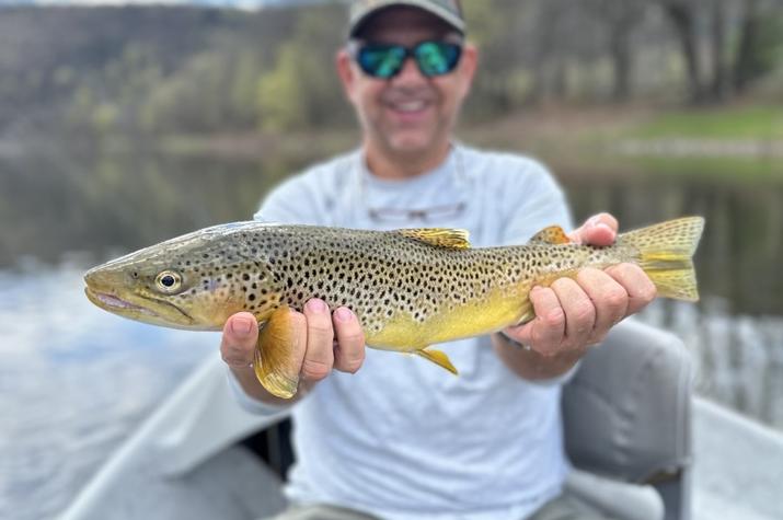 upper delaware river wild brown trout