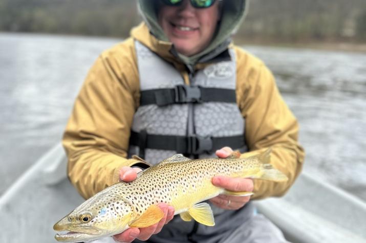 delaware river wild brown trout