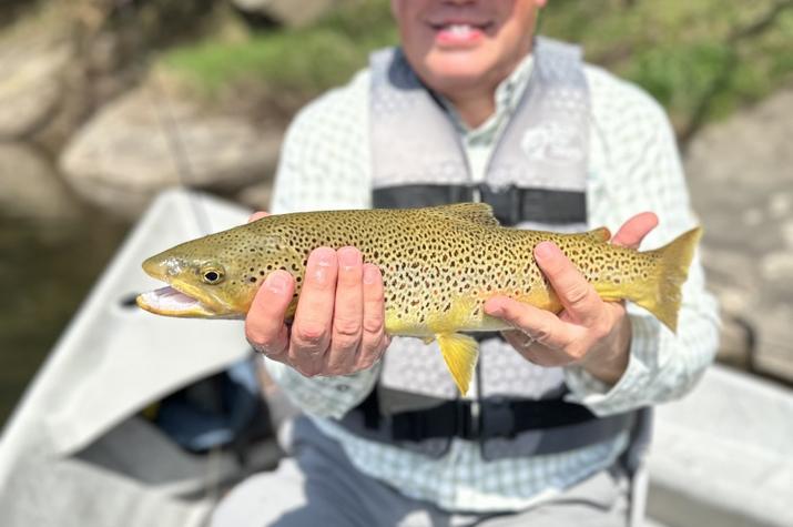 delaware river wild brown trout