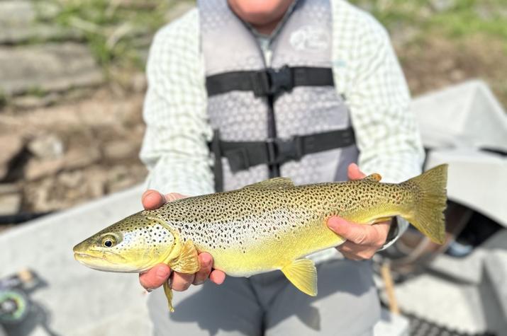 wild Delaware river brown trout