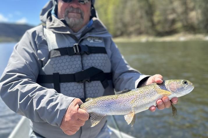 upper delaware river wild rainbow trout