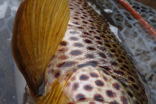 delaware river brown trout on a guided fly fishing float trip (303)