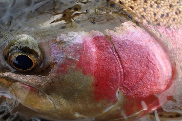 delaware river rainbow trout on a guided fly fishing trip with Filingo Fly Fishing (301)