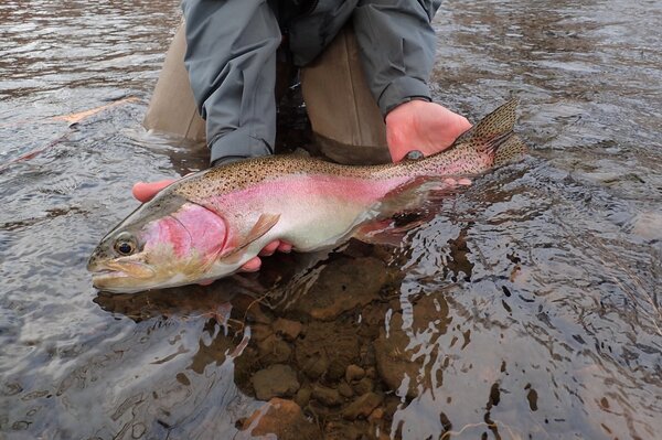 giant delaware river rainbow trout with Filingo Fly Fishing (302)