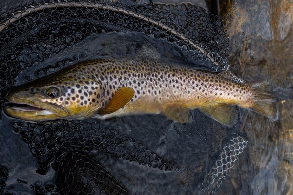 upper delaware river guided fly fishing new york with jesse filingo of filingo fly fishing new york (1321)