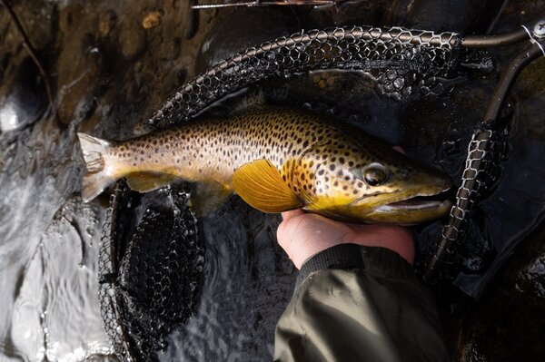 guided fly fishing new york upper delaware river trout with fishing guide jesse filingo of filingo fly fishing pennsylvania pocono mountains (1322)