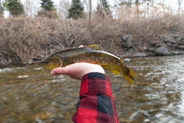 west branch delaware river guided fly fishing upper delaware river new york fly fishing (1338)