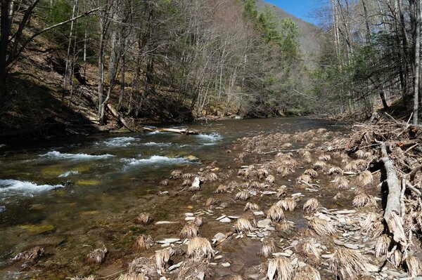 guided fly fishing pocono mountains pennsylvania fly fishing guide filingo fly fishing  (1384)