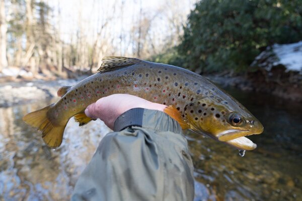 guided fly fishing pocono mountains pennsylvania guided fly fishing new york upper delaware river with filingo fly fishing (1308)