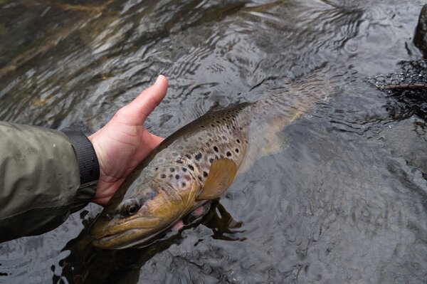 guided fly fishing pennsylvania pocono mountains guided fly fishing upper delaware river new york with filingo fly fishing (1331)