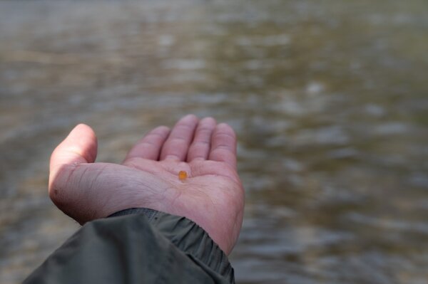 guided fly fishing new york delaware river guided fly fishing pennsylvania pocono mountains with filingo fly fishing (1314)