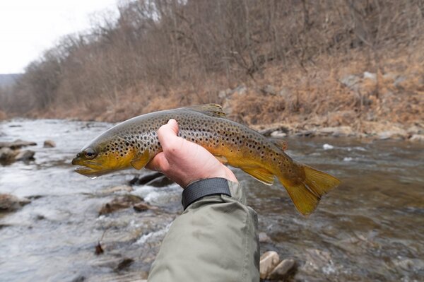 guided fly fishing delaware river new york and guided fly fishing pocono mountains pennsylvania with guide filingo fly fishing (1334)