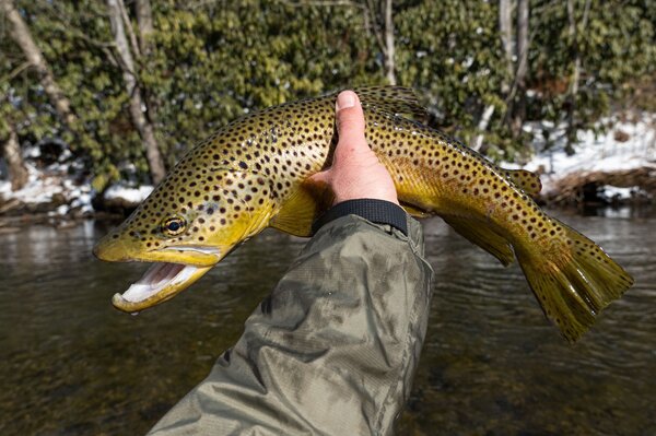 pocono mountains pennsylvania guided fly fishing for trout with jesse filingo of filingo fly fishing pennsylvania (1320)