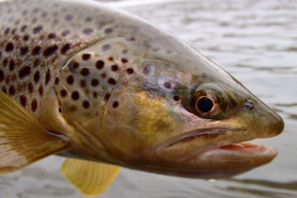 brown trout fly fishing in the Pocono Mountains (289)