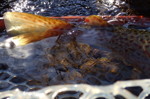 delaware river brown trout with jesse filingo (290)