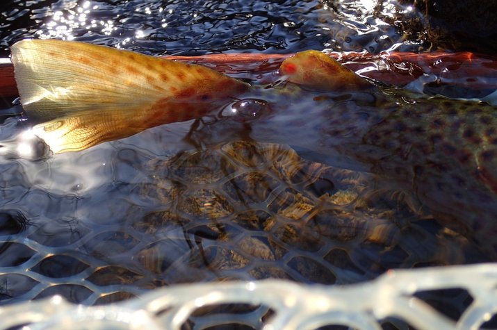 guided fly fishing in the pocono mountains for brown trout with jesse filingo