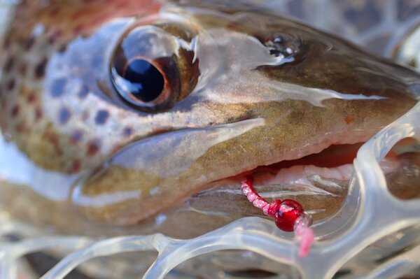 delaware river brown trout with jesse filingo (295)