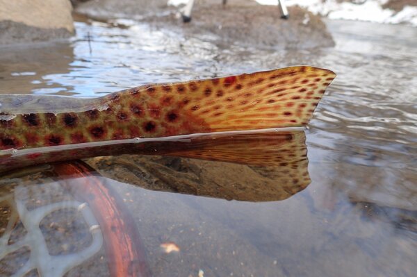 fly fishing for wild brown trout with jesse filingo of filingo fly fishing in the pocono mountains and upper delaware river (460)